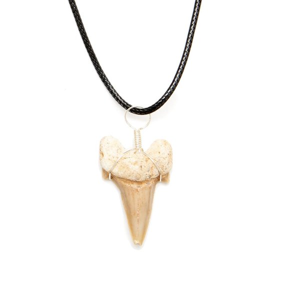 Genuine Fossilized Madagascar Shark Tooth Necklace Fossil Pendant Wire Wrapped - Picture 4 of 8